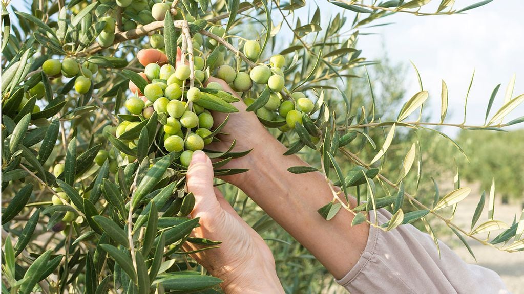 Olivicultura, cómo se realiza el aceite de oliva. 