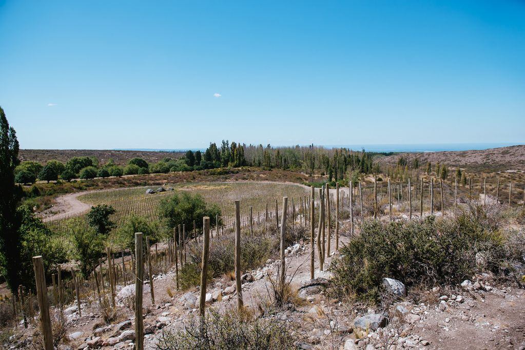 Viñedos de San Pablo plantados a 1.700 metros de altura. - Foto: Gentileza / Salentein